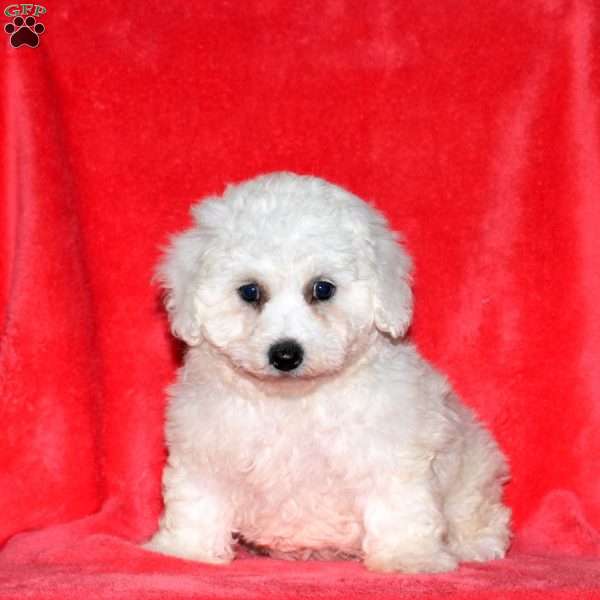 Josie, Bichon Frise Puppy