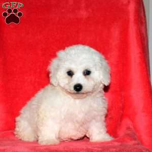 Josie, Bichon Frise Puppy