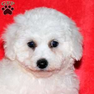 Josie, Bichon Frise Puppy