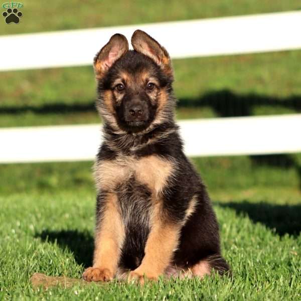 Jossy, German Shepherd Puppy