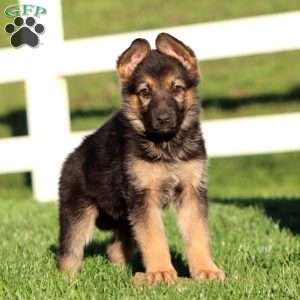 Jossy, German Shepherd Puppy