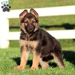 Jossy, German Shepherd Puppy