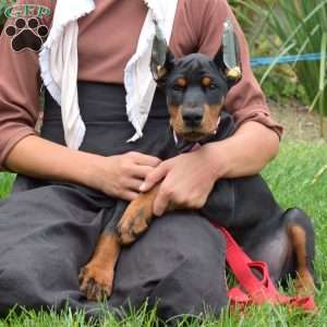Journey, Doberman Pinscher Puppy