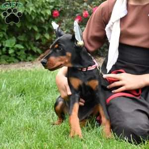 Journey, Doberman Pinscher Puppy