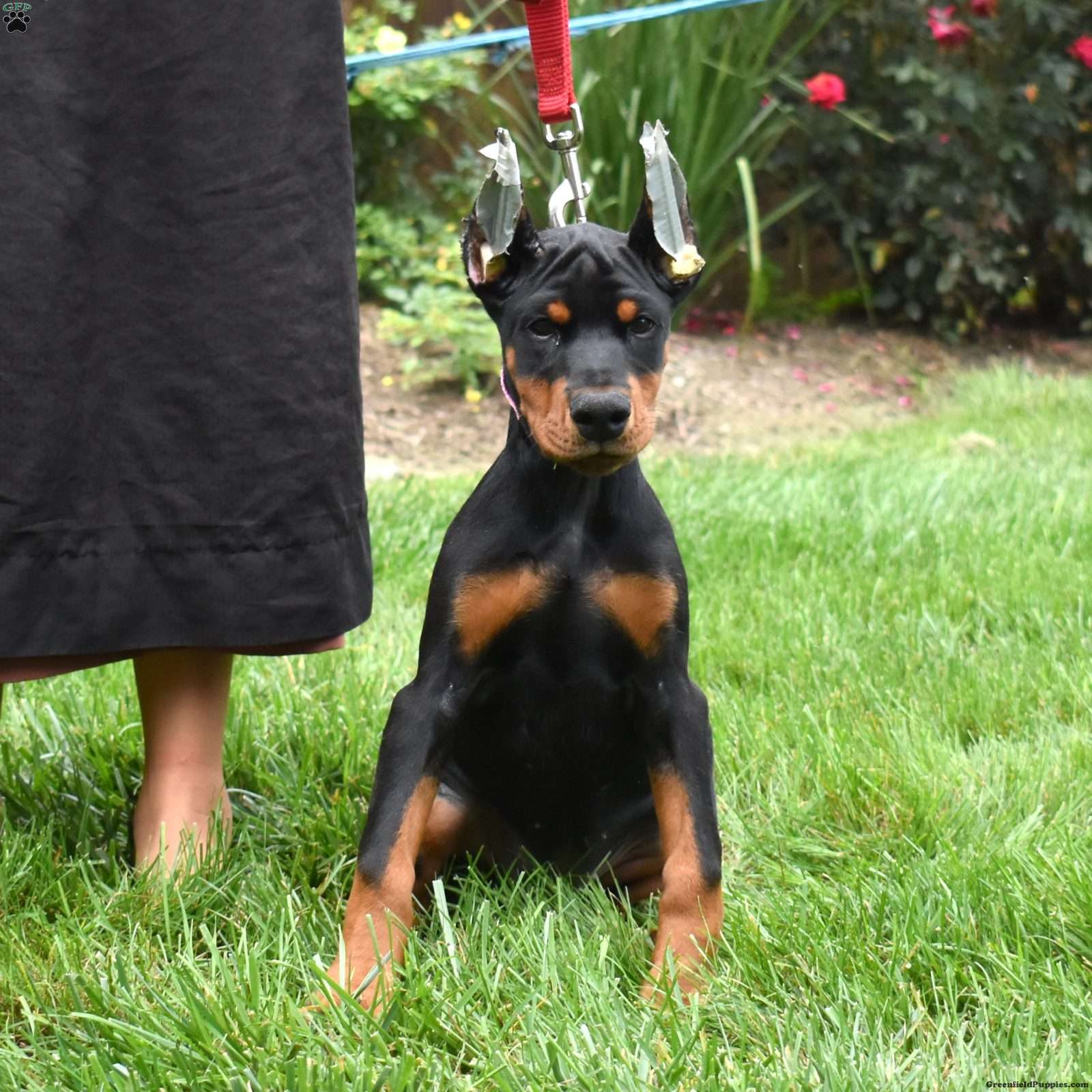 Journey (Doberman Pinscher, Female) in Ronks, PA