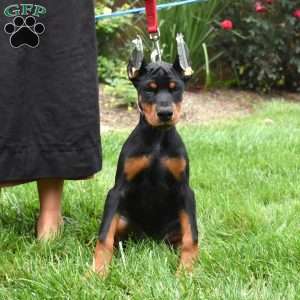 Journey, Doberman Pinscher Puppy
