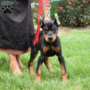 Journey, Doberman Pinscher Puppy