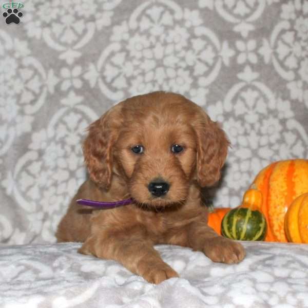Joy, Mini Goldendoodle Puppy