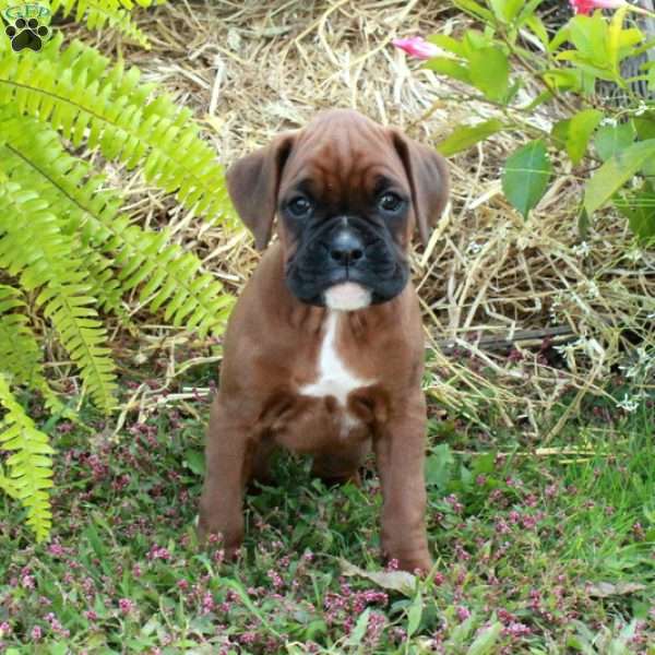 Joy, Boxer Puppy