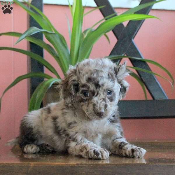 Joy, Cavapoo Puppy