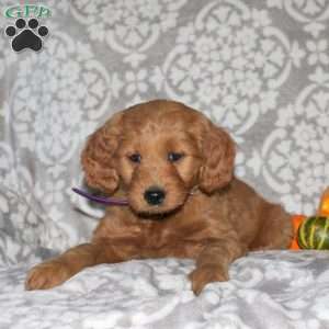 Joy, Mini Goldendoodle Puppy
