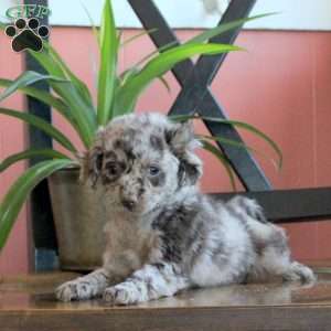 Joy, Cavapoo Puppy