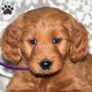 Joy, Mini Goldendoodle Puppy