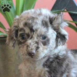 Joy, Cavapoo Puppy
