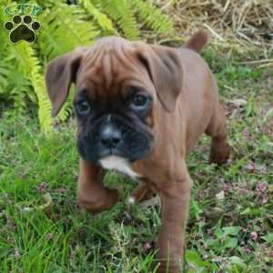 Joy, Boxer Puppy