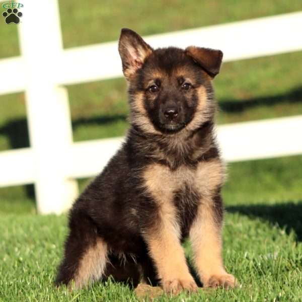Joy, German Shepherd Puppy