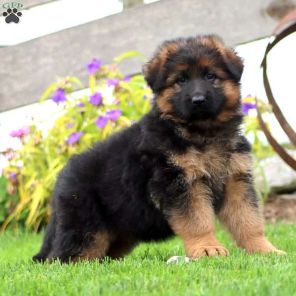 Joy-Longhaired, German Shepherd Puppy