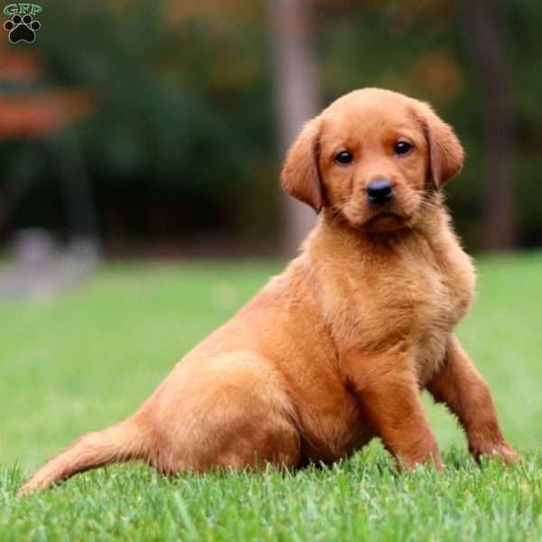 Joy, Fox Red Labrador Retriever Puppy