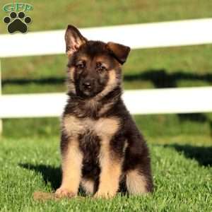 Joy, German Shepherd Puppy