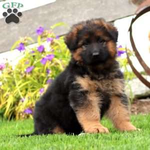 Joy-Longhaired, German Shepherd Puppy