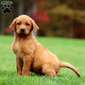 Joy, Fox Red Labrador Retriever Puppy