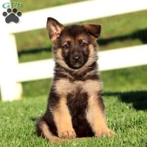 Joy, German Shepherd Puppy