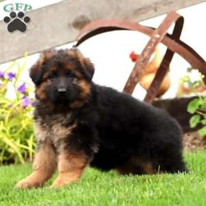 Joy-Longhaired, German Shepherd Puppy