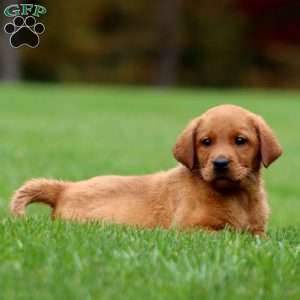 Joy, Fox Red Labrador Retriever Puppy