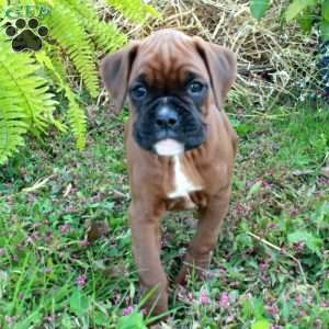 Joy, Boxer Puppy