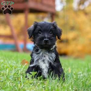 Jude, Miniature Schnauzer Puppy