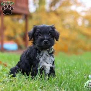 Jude, Miniature Schnauzer Puppy