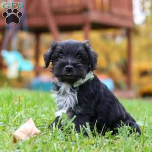 Jude, Miniature Schnauzer Puppy