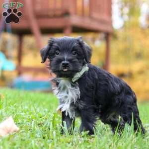 Jude, Miniature Schnauzer Puppy