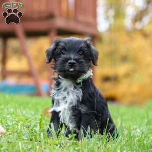 Jude, Miniature Schnauzer Puppy
