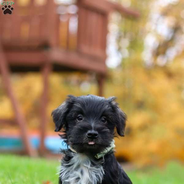 Jude, Miniature Schnauzer Puppy