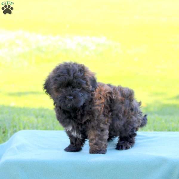 Jude, Shih-Poo Puppy