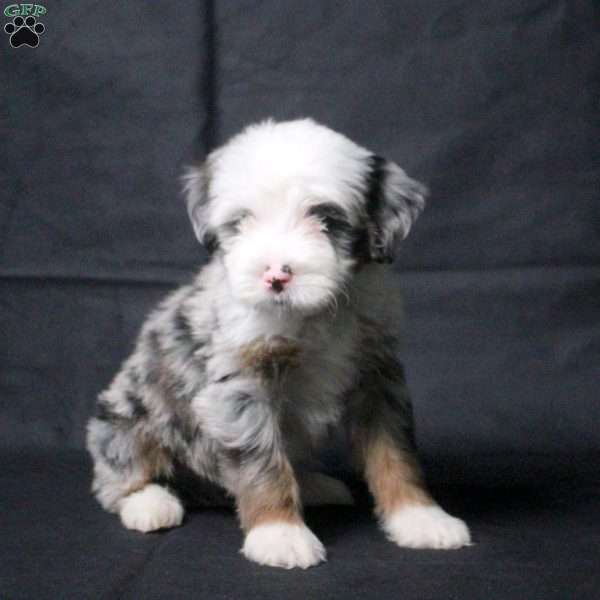 Jude, Mini Bernedoodle Puppy