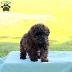 Jude, Shih-Poo Puppy