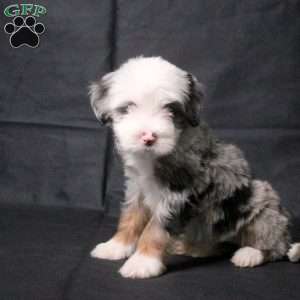 Jude, Mini Bernedoodle Puppy