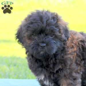 Jude, Shih-Poo Puppy