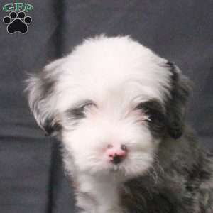 Jude, Mini Bernedoodle Puppy