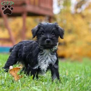 Jude, Miniature Schnauzer Puppy