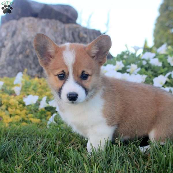 Judy, Pembroke Welsh Corgi Puppy