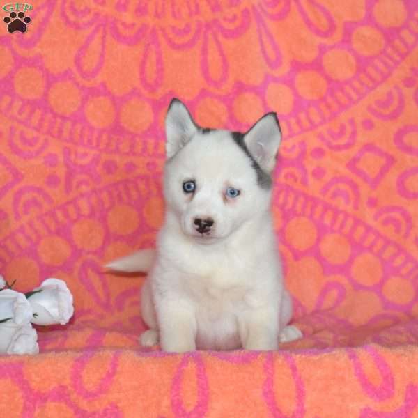 Judy, Pomsky Puppy