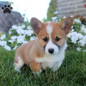 Judy, Pembroke Welsh Corgi Puppy