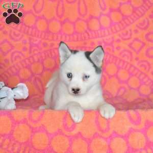 Judy, Pomsky Puppy