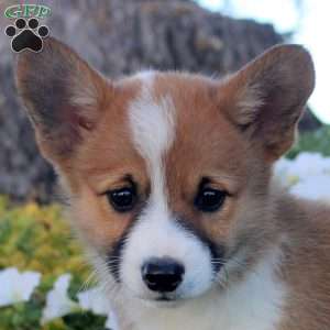 Judy, Pembroke Welsh Corgi Puppy