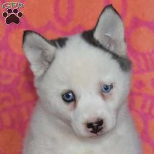 Judy, Pomsky Puppy