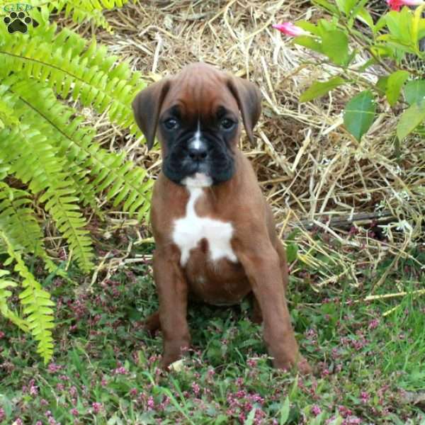 Julia, Boxer Puppy