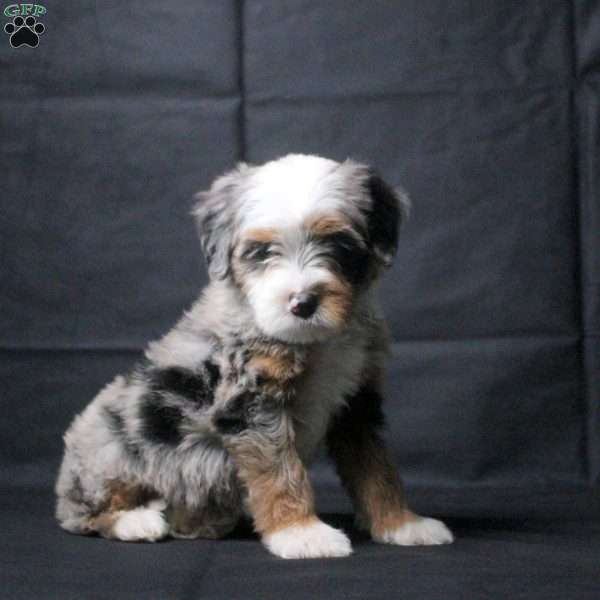 Julia, Mini Bernedoodle Puppy
